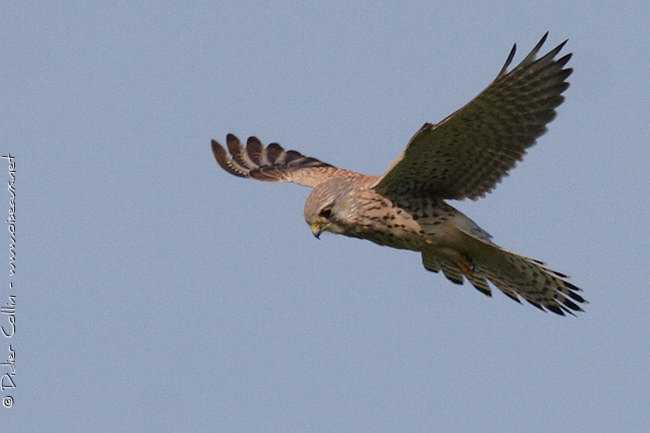 Faucon crÃ©cerelle - "Didier Collin - www.oiseaux.net"