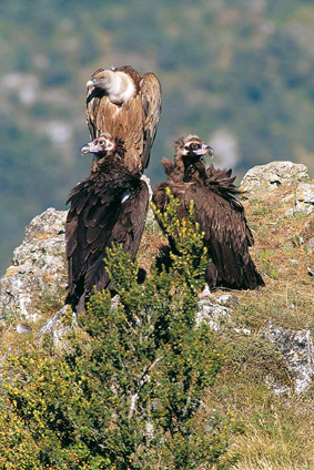 Vautours moine et fauve (Â© Fabrice Cahez)