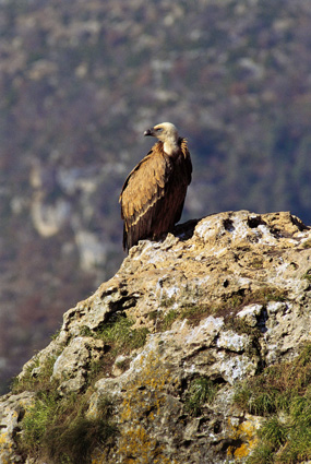 Vautour fauve (Â© Fabrice Cahez)